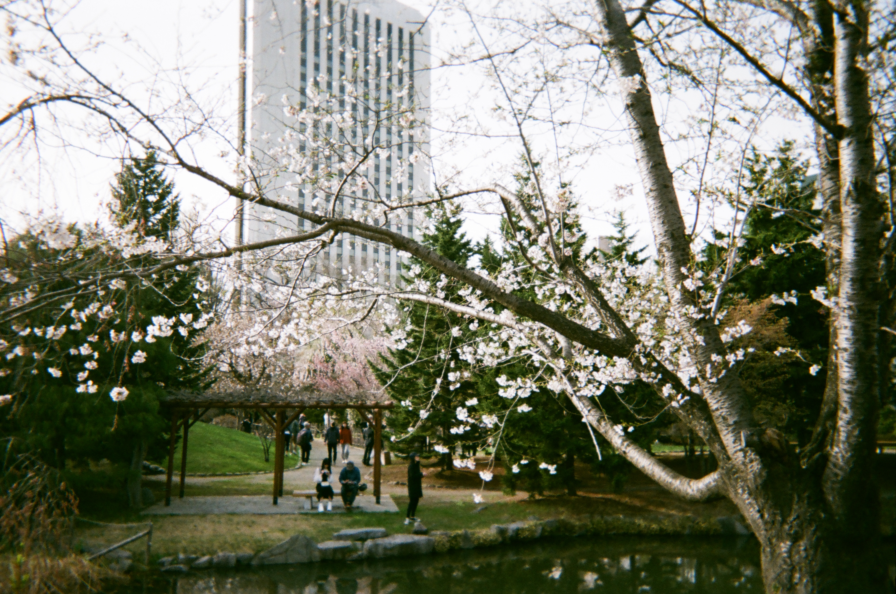 Roll #1 — Fujifilm Simple Ace 400 9