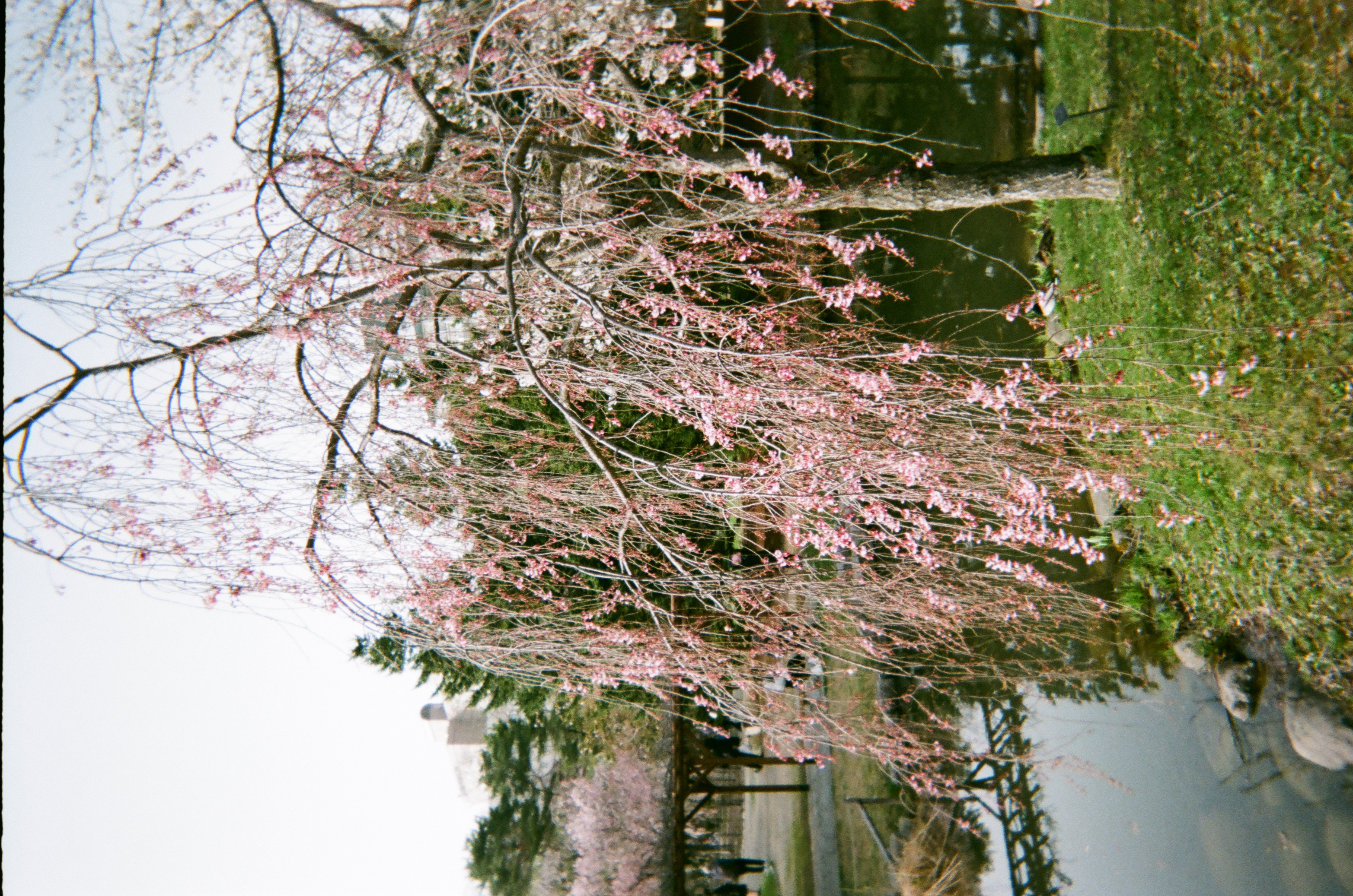 Roll #1 — Fujifilm Simple Ace 400 10