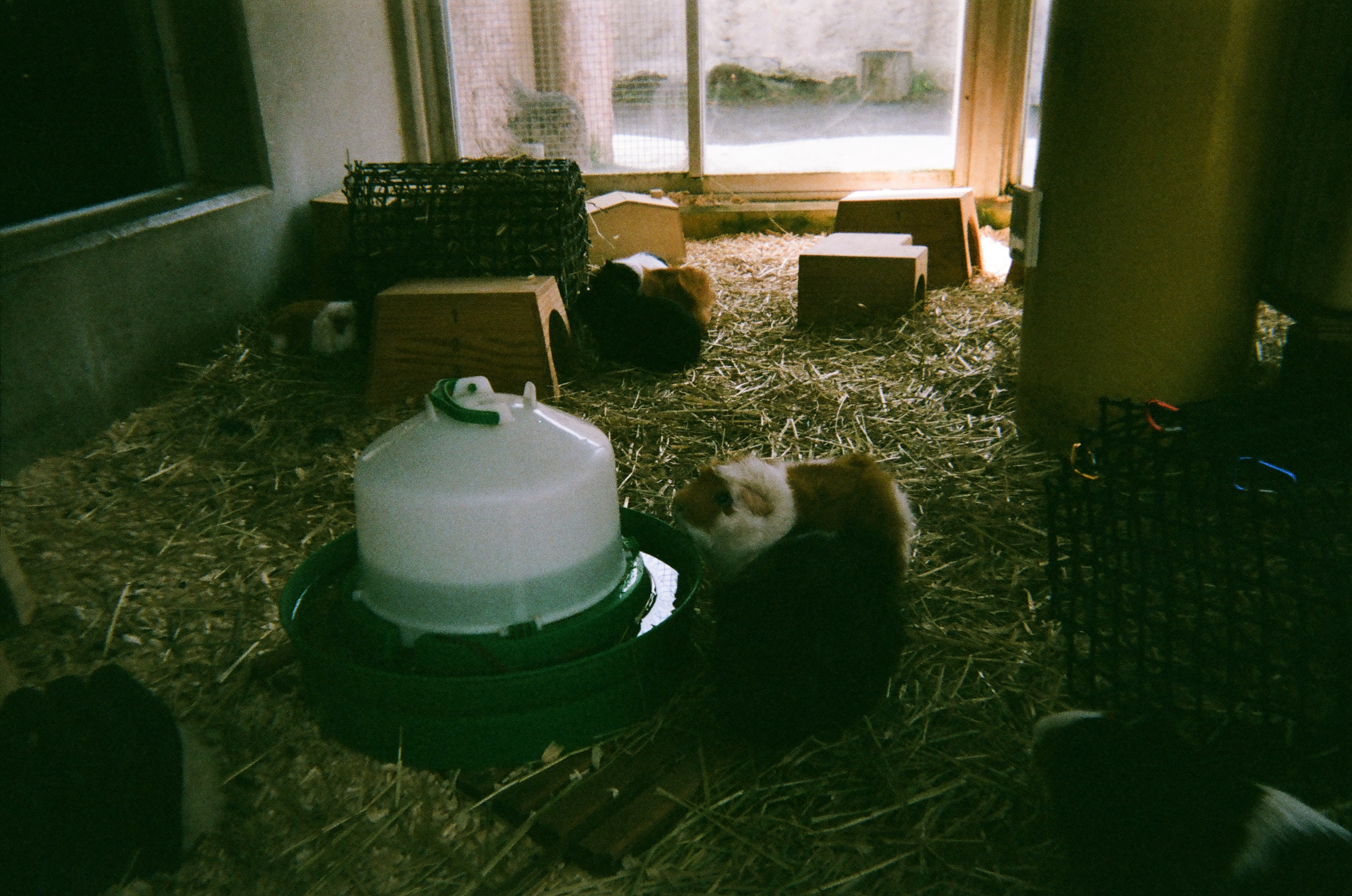 Roll #1 — Fujifilm Simple Ace 400 13