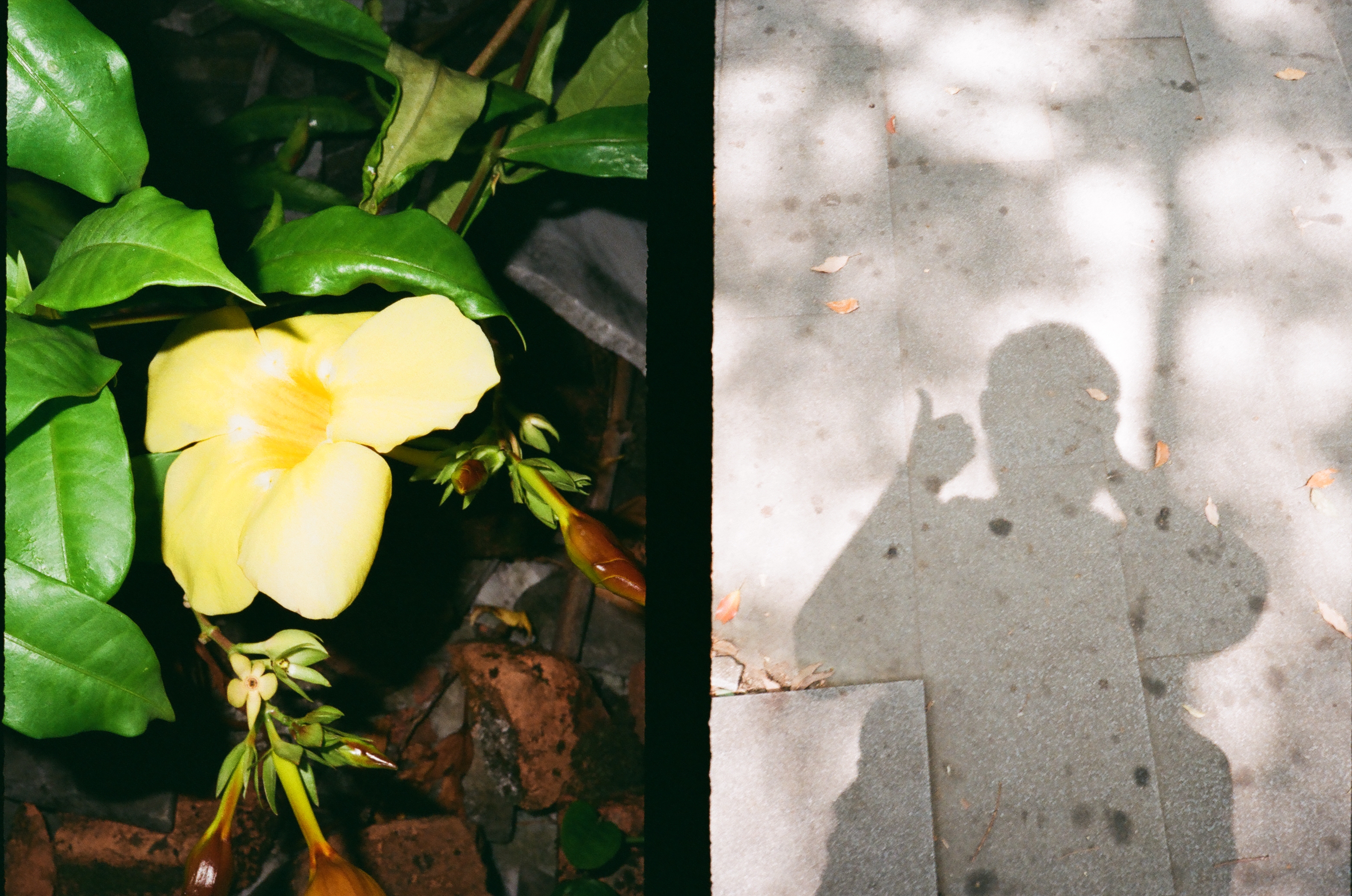 Roll #2 — Pentax 17 26