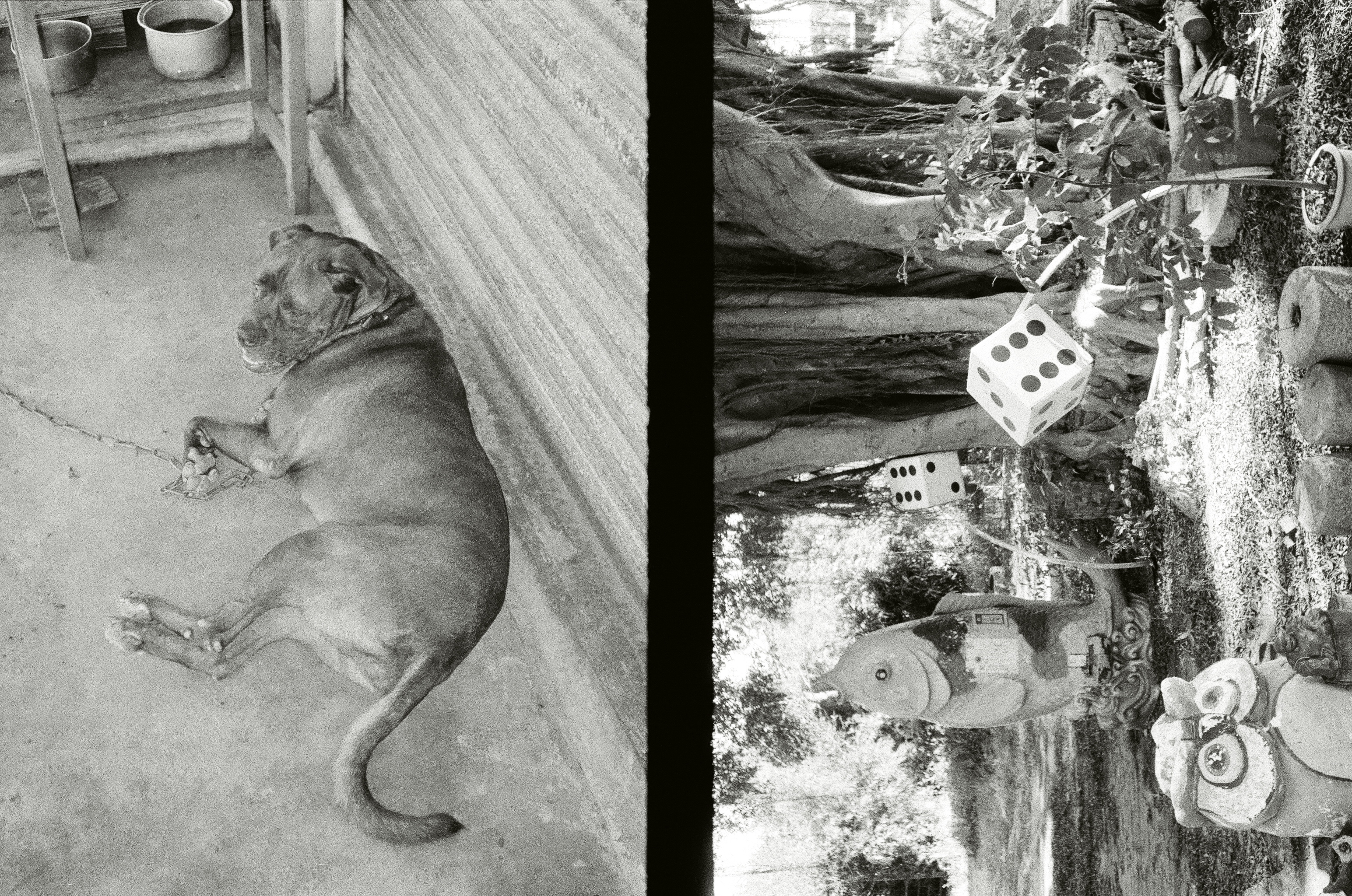 Roll #4 — Pentax 17 39