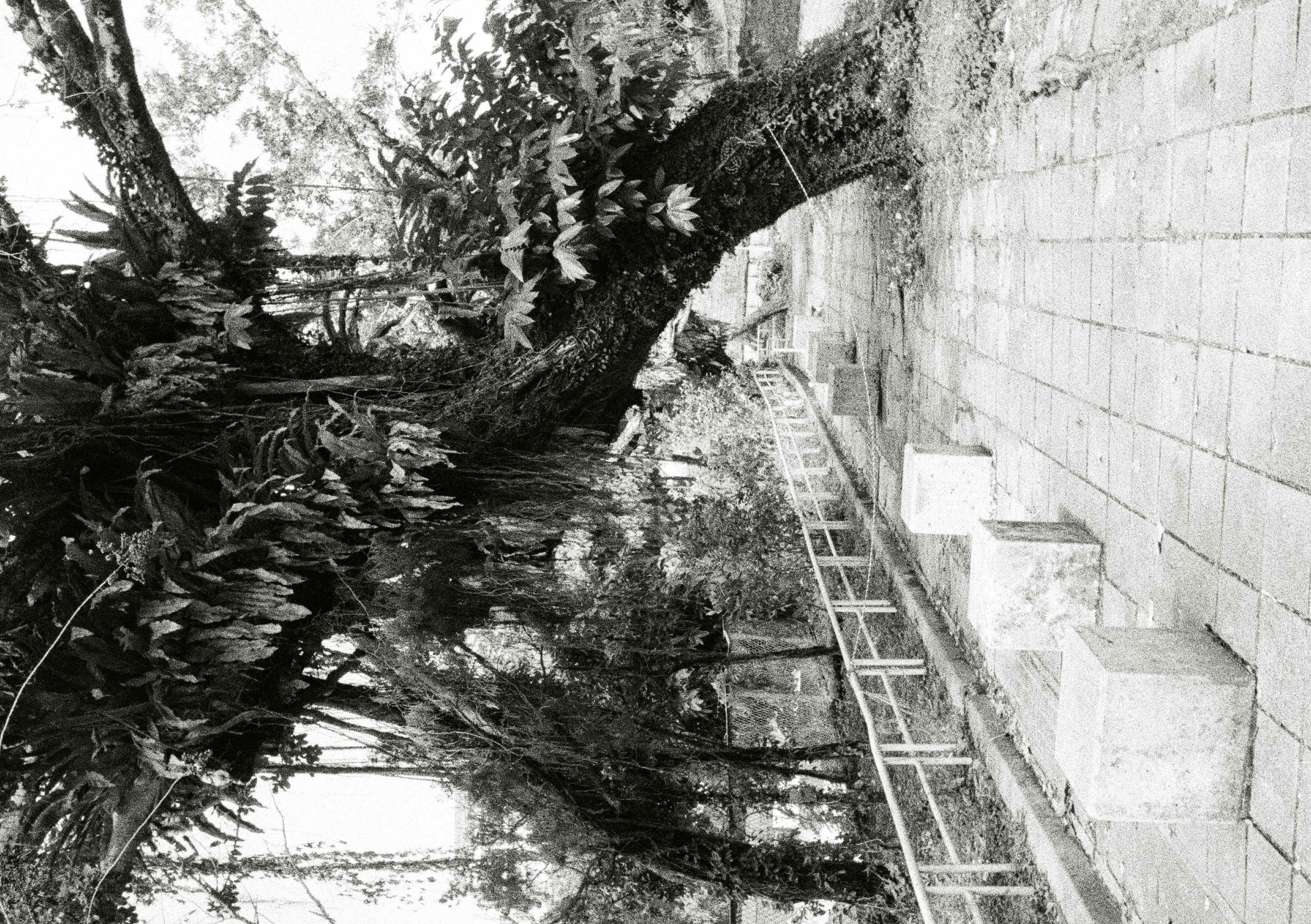 Roll #5 — Pentax 17 15