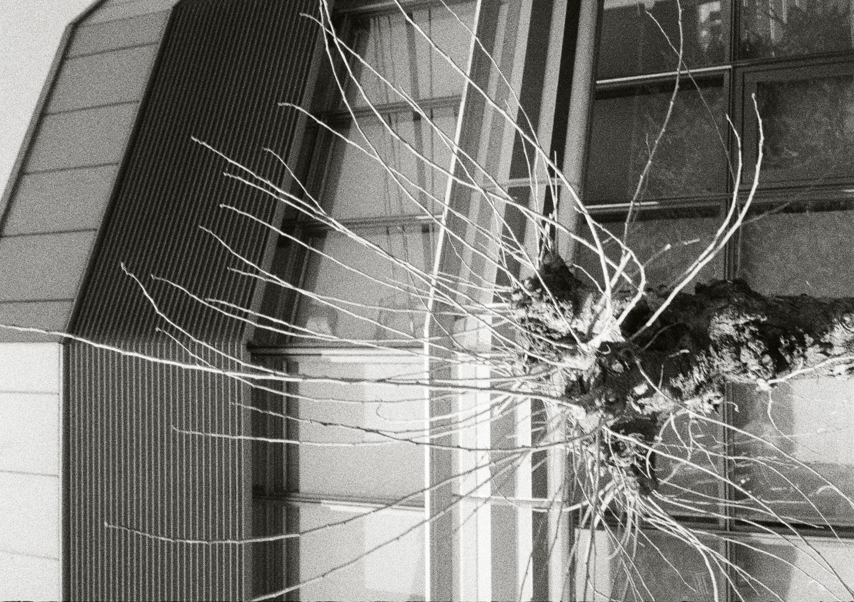 Roll #5 — Pentax 17 39