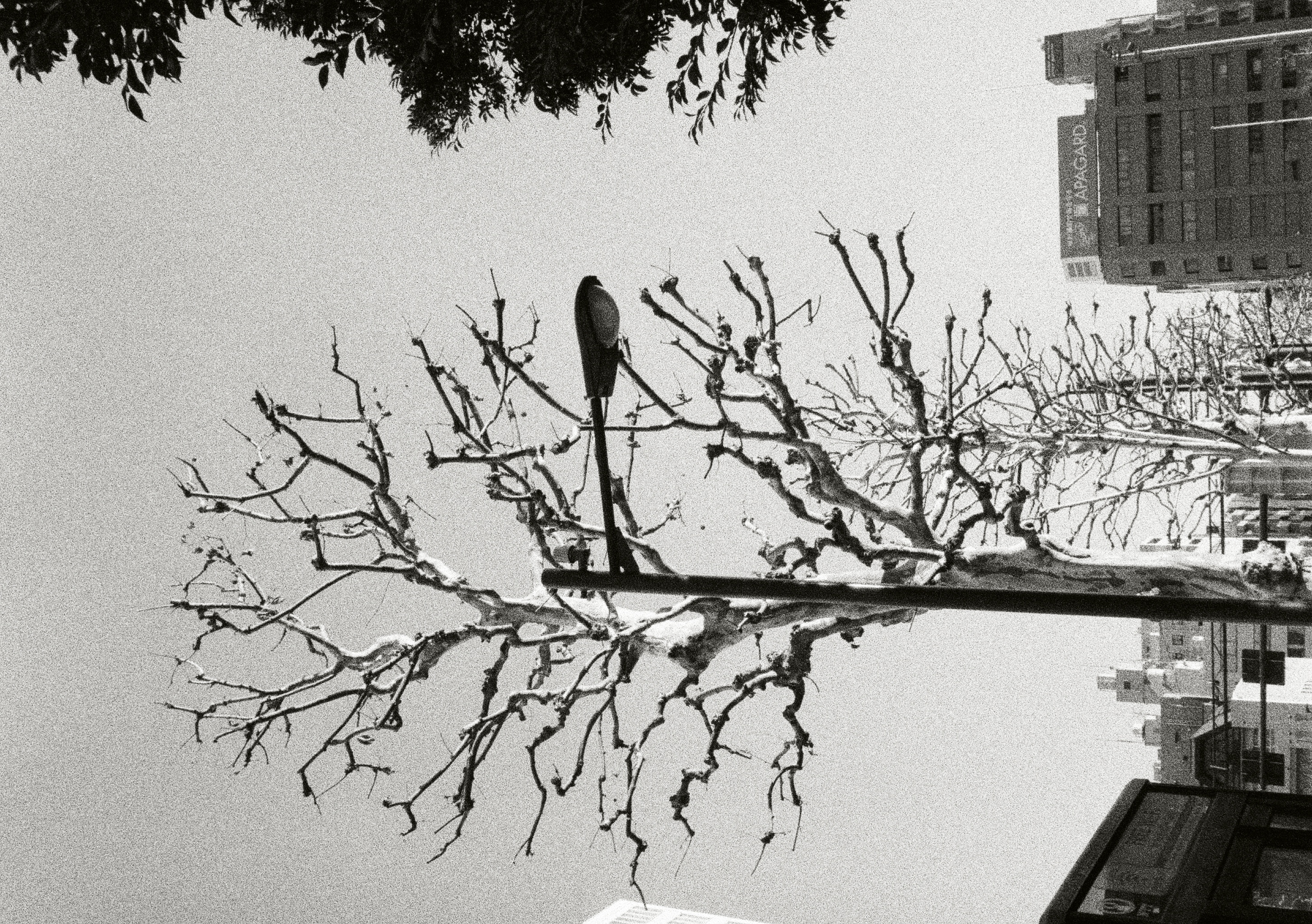 Roll #5 — Pentax 17 63