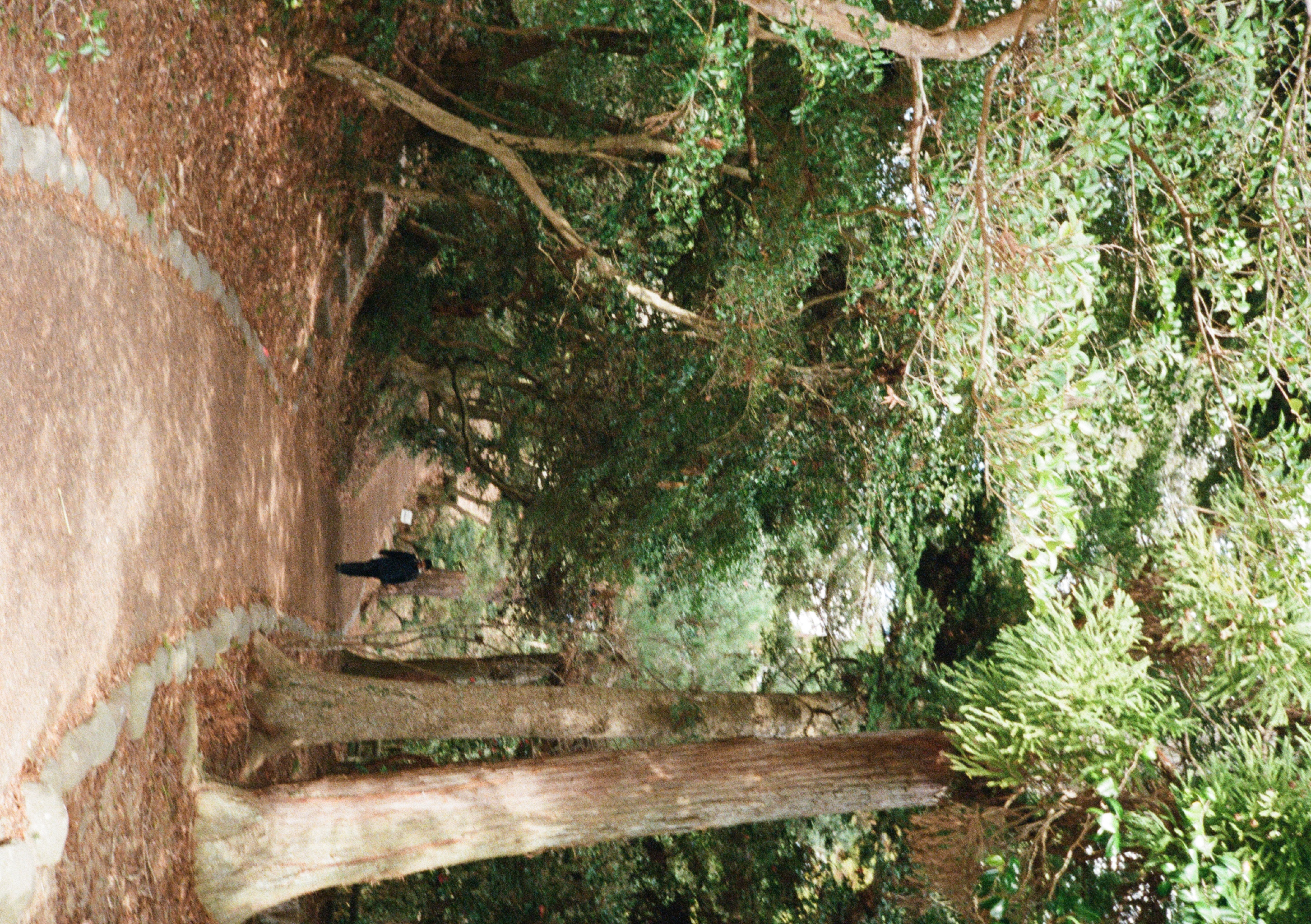 Roll #6 — Pentax 17 20