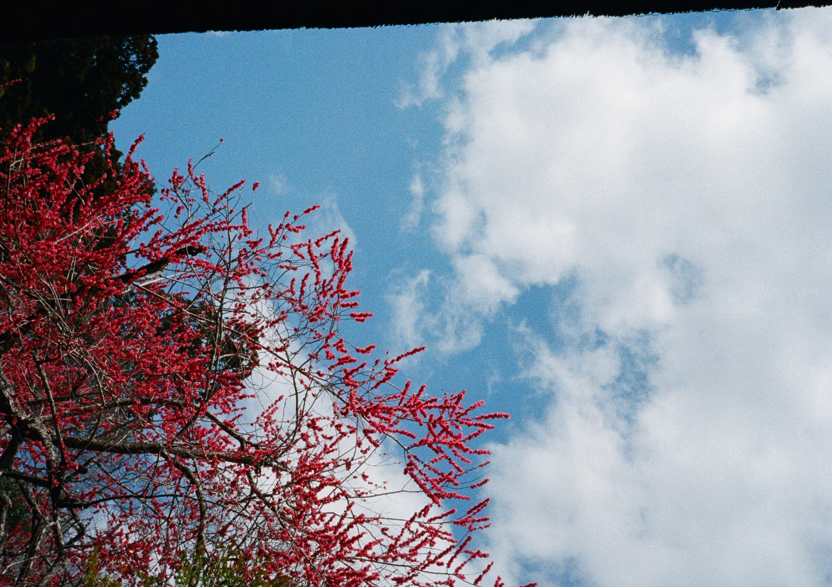 Roll #6 — Pentax 17 36