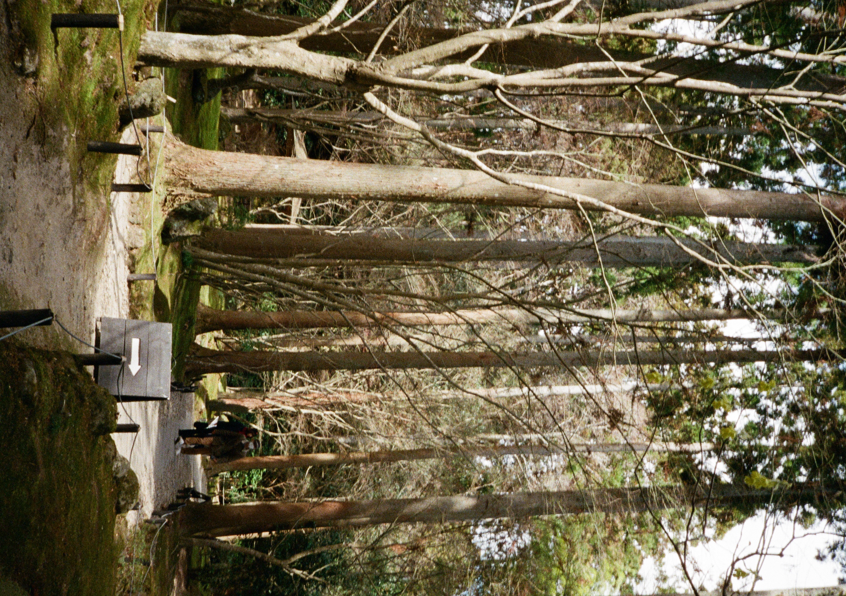 Roll #6 — Pentax 17 42