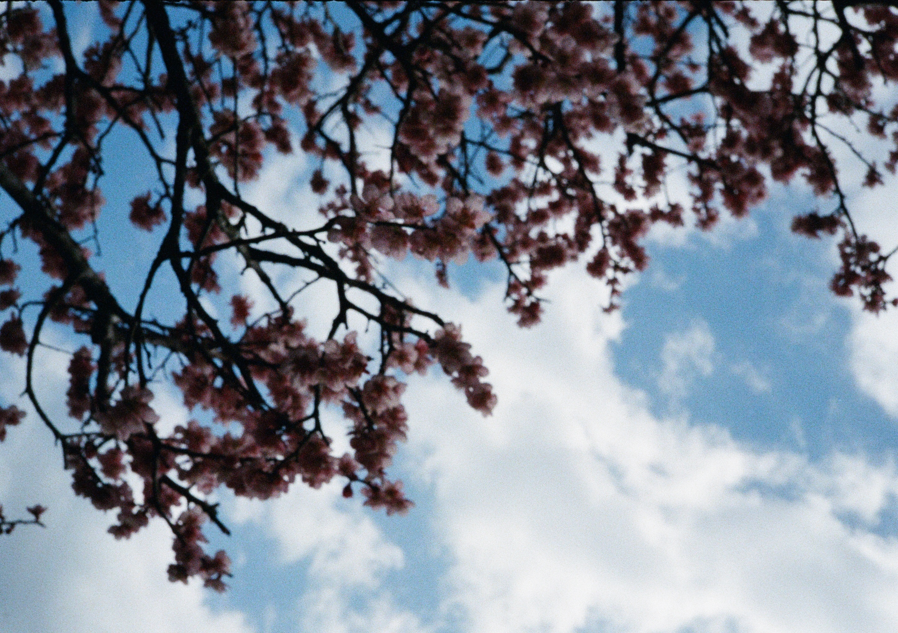 Roll #6 — Pentax 17 44