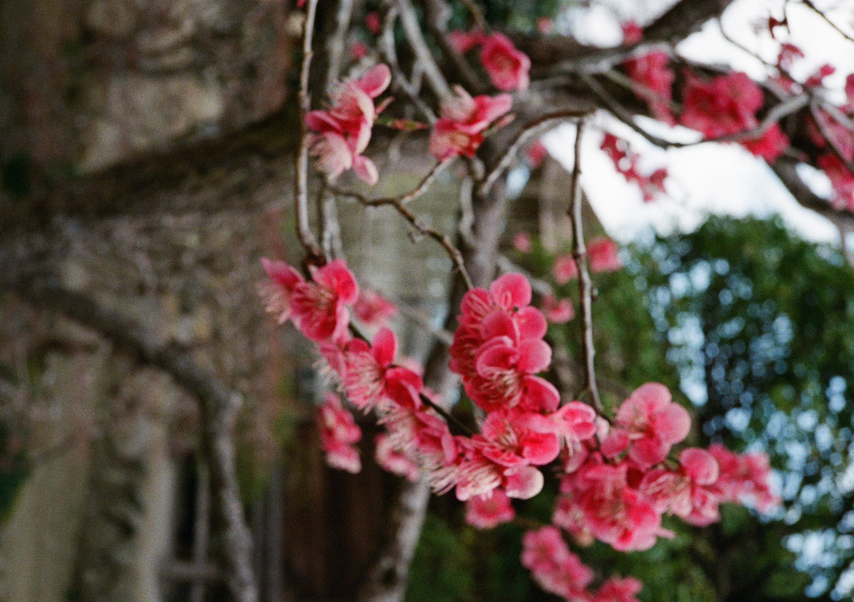 Roll #6 — Pentax 17 49