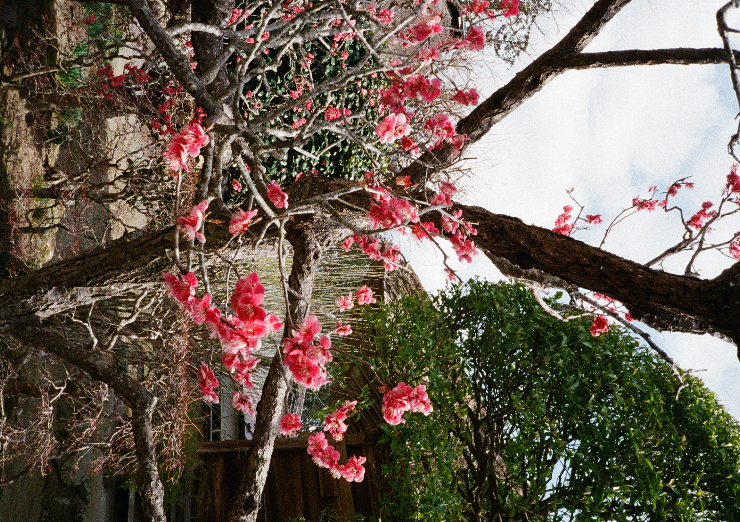 Roll #6 — Pentax 17 50