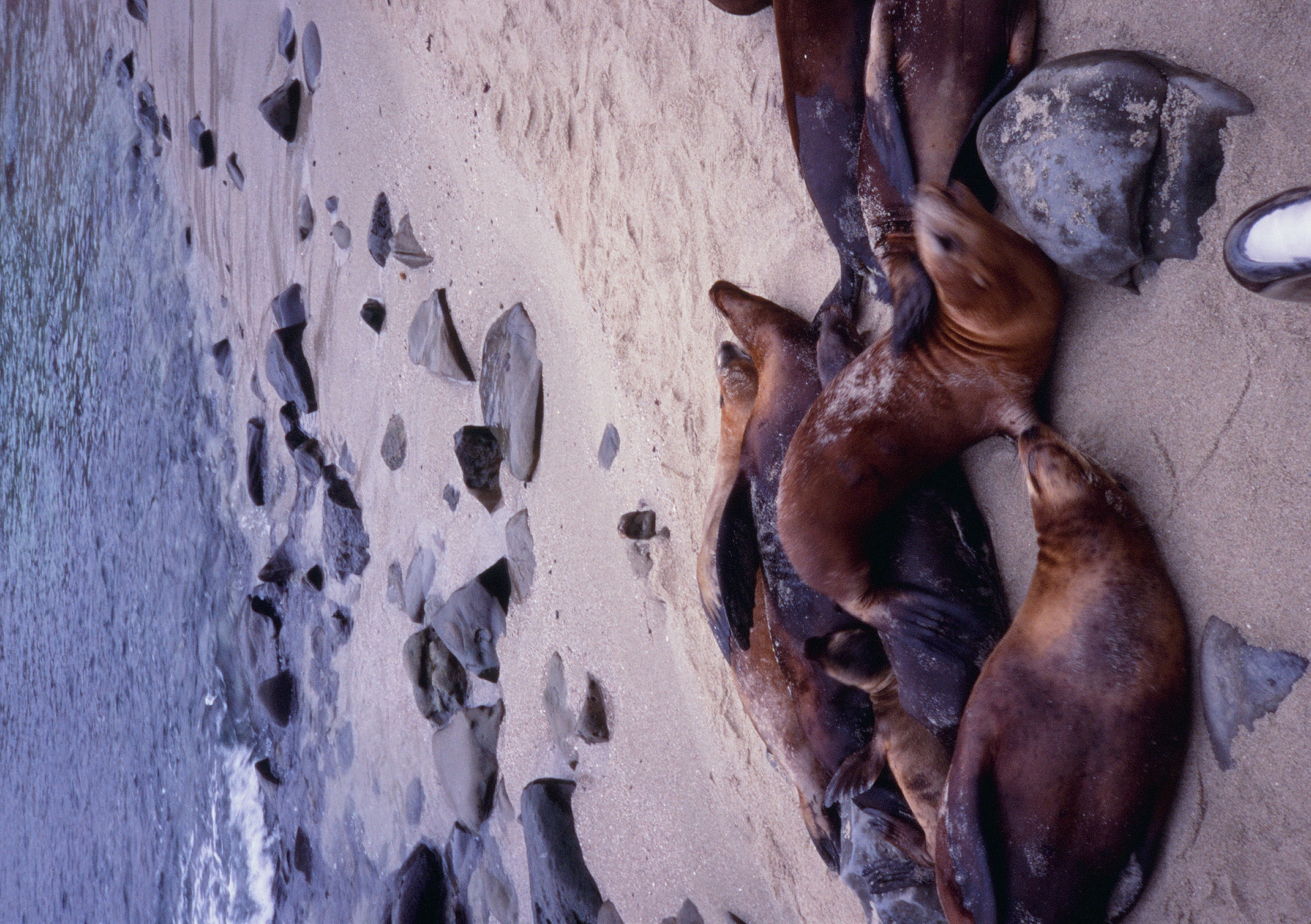 Roll #8 — Pentax 17 28