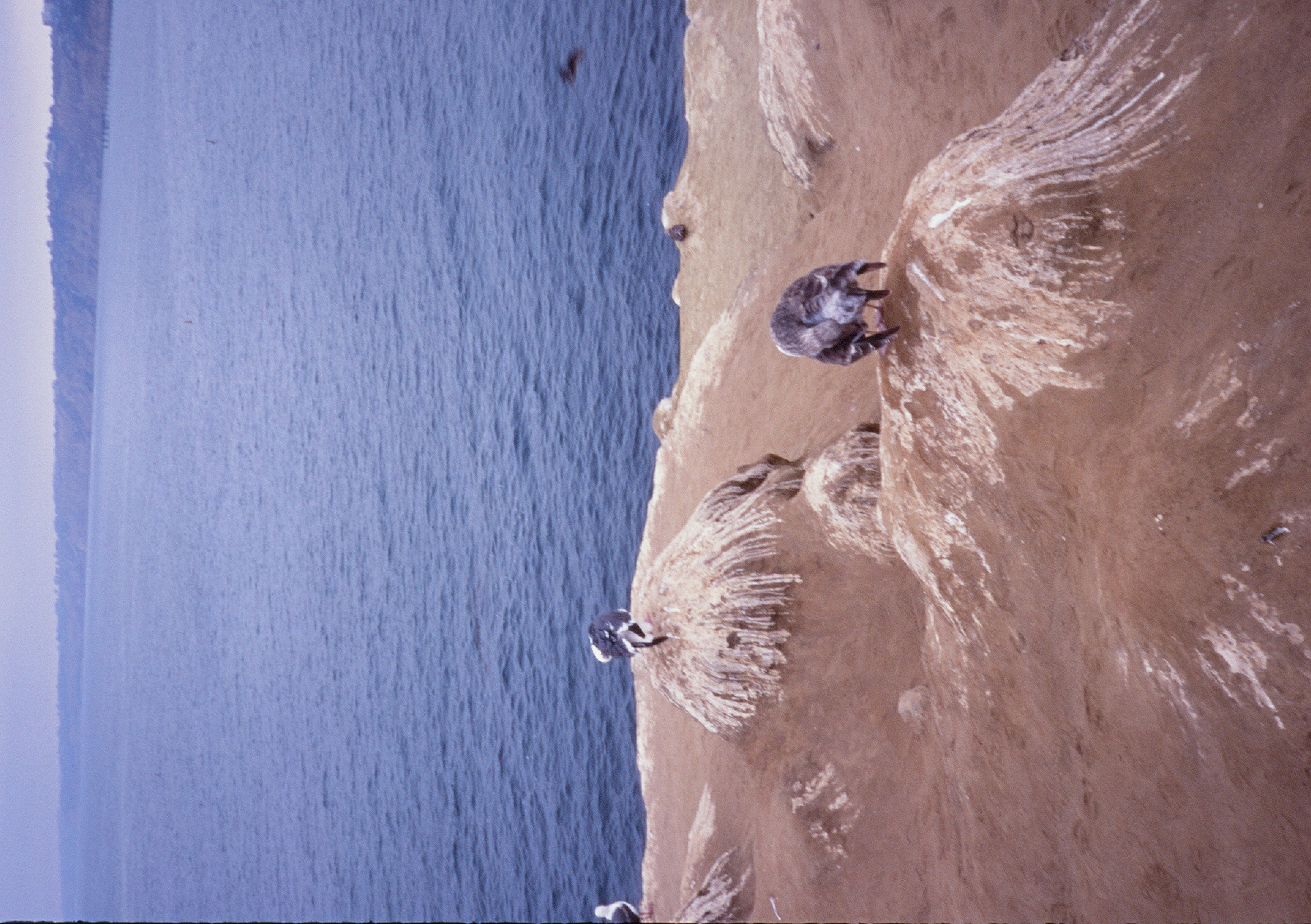 Roll #8 — Pentax 17 29