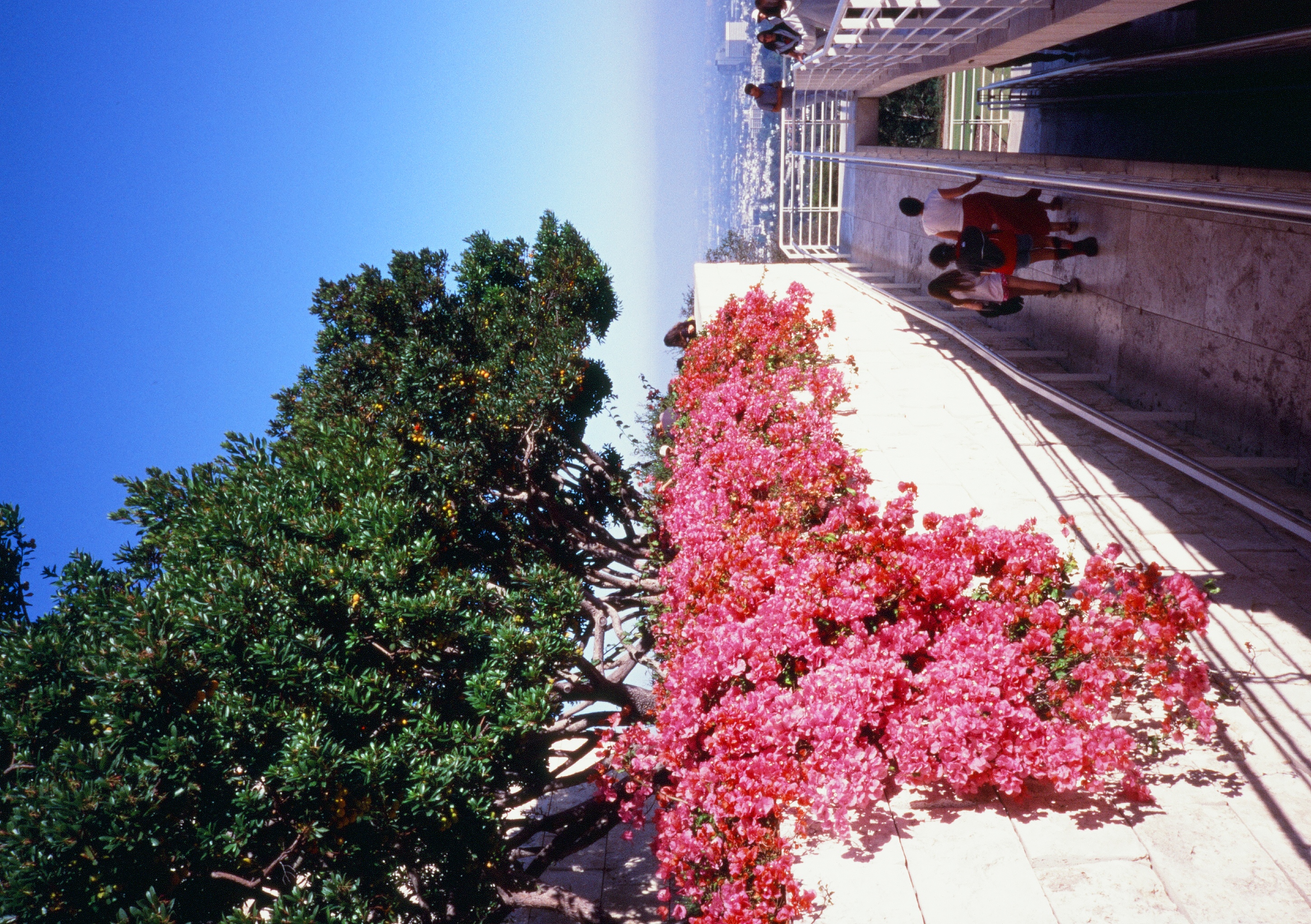 Roll #8 — Pentax 17 37