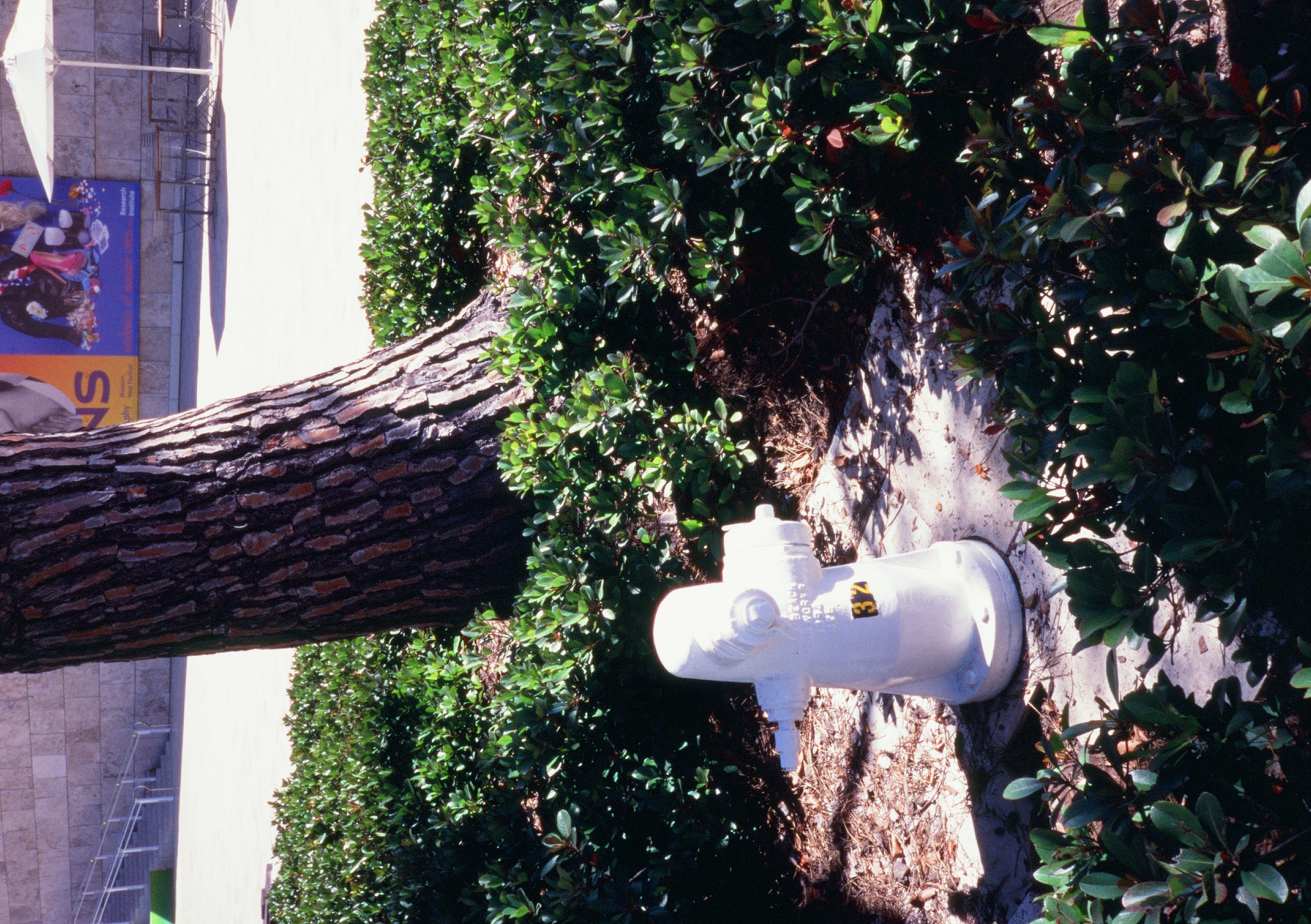 Roll #8 — Pentax 17 42