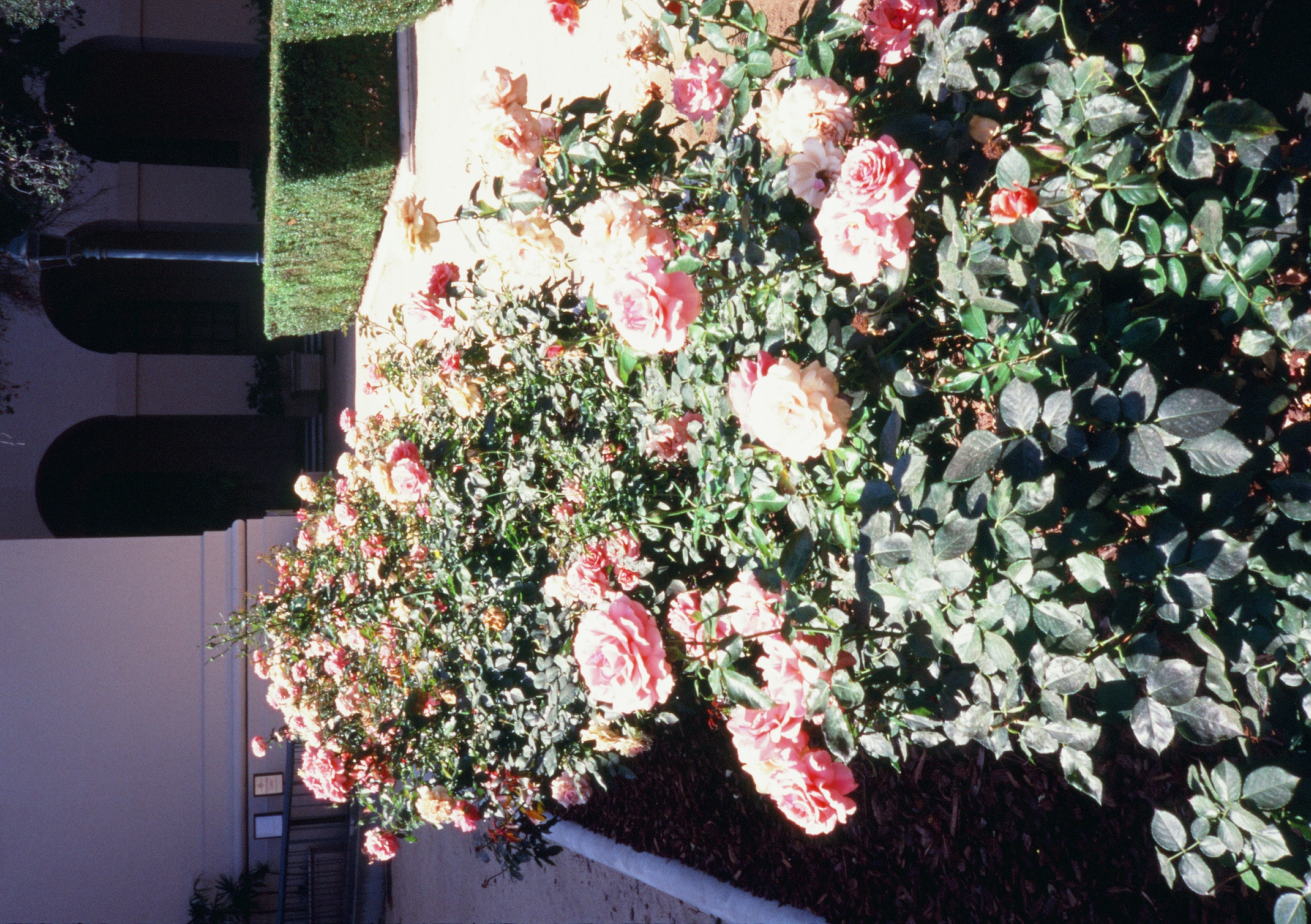 Roll #8 — Pentax 17 46