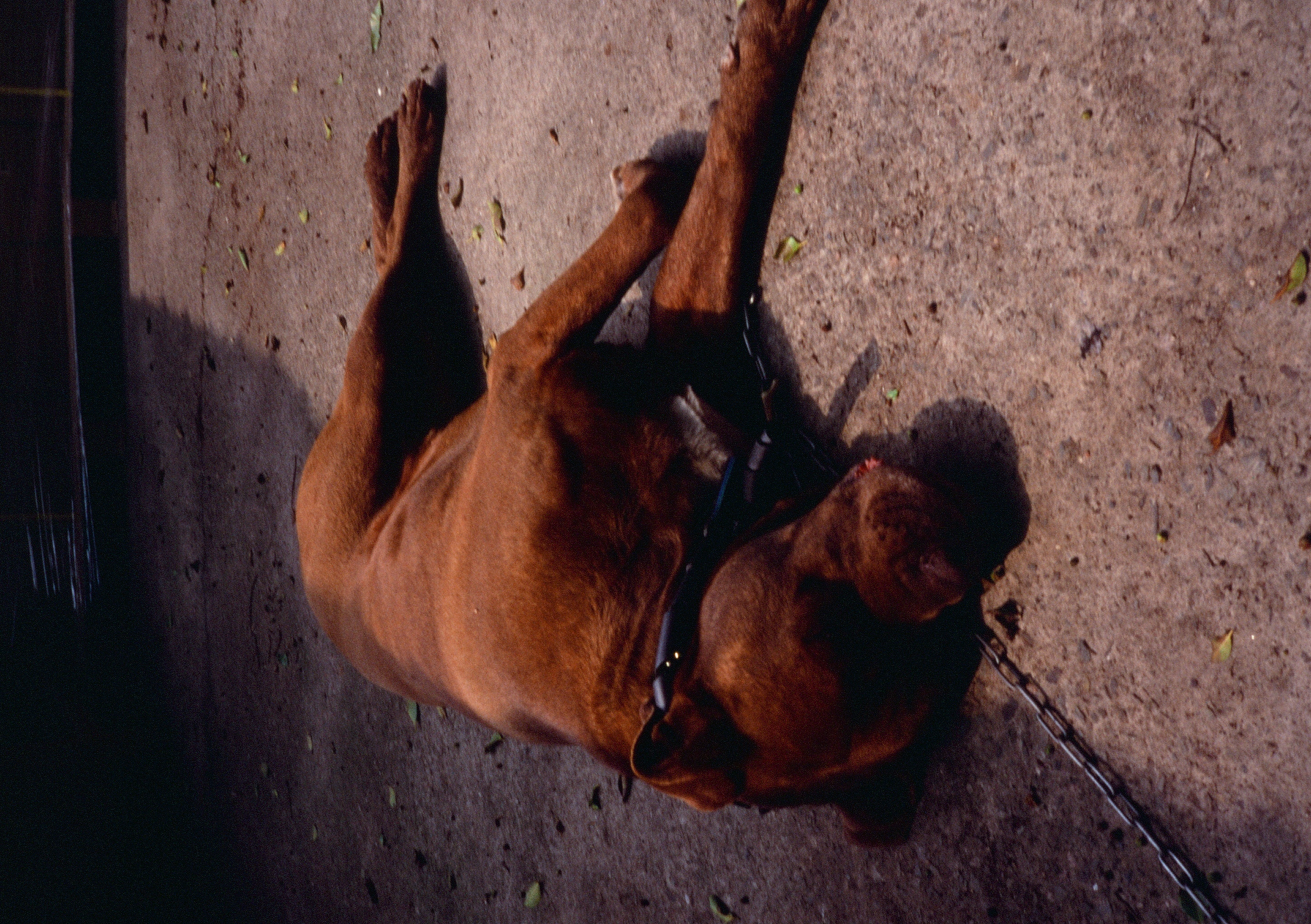 Roll #8 — Pentax 17 78