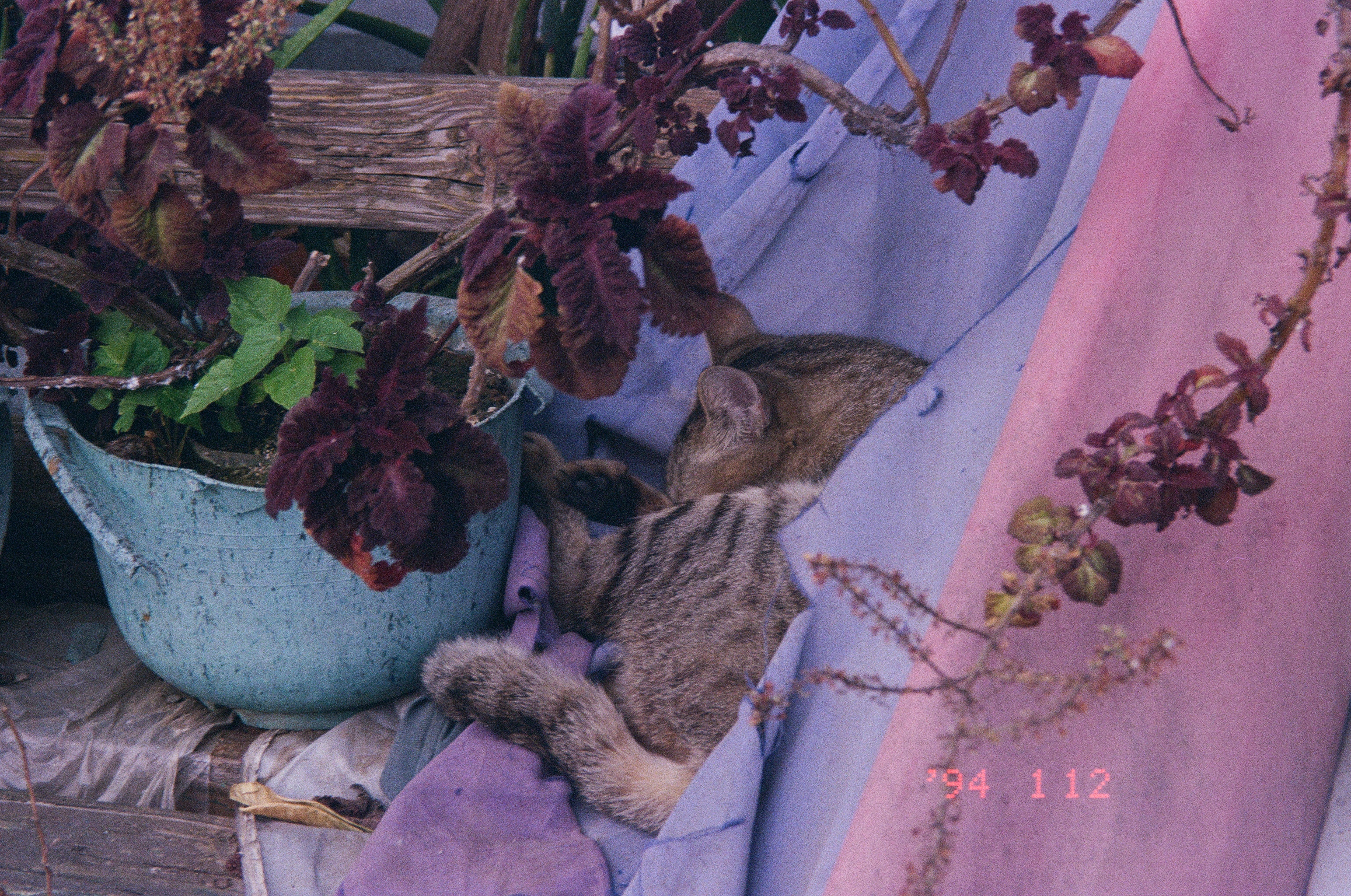 Roll #9 — Nikon ZOOM 500AF 19